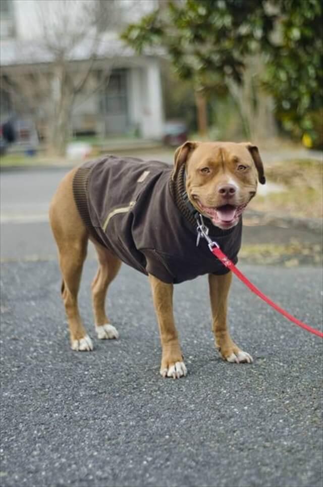 DIY Carhartt Dog Jacket