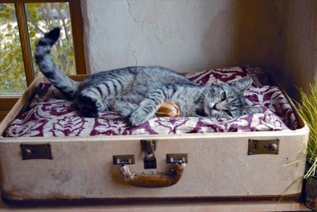 diy suitcase cat bed