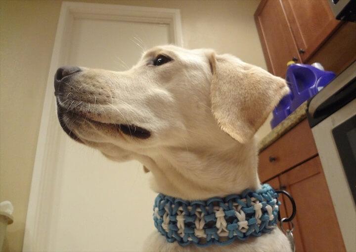 Dog with paracord unique collar