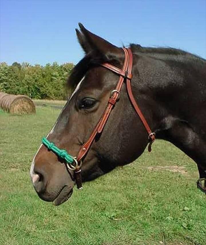 Horse Halter and Bridle