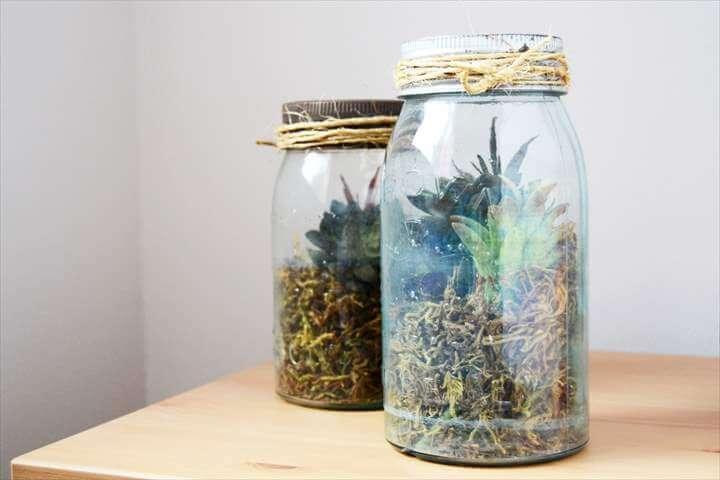 DIY terrarium using a vintage mason jar and succulents.
