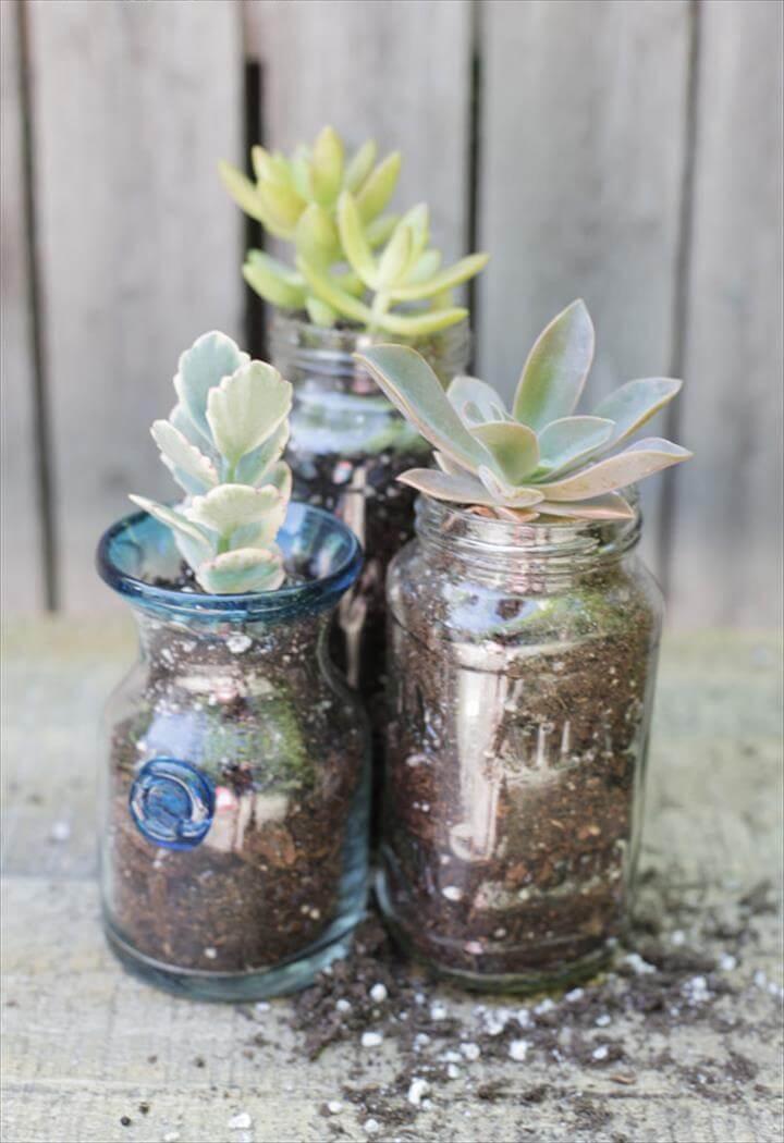 The Blissful Bee planted succulents in recycled jars to bring a little green indoors