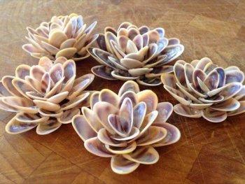 Beautiful Blooming Flowers Constructed from Shells