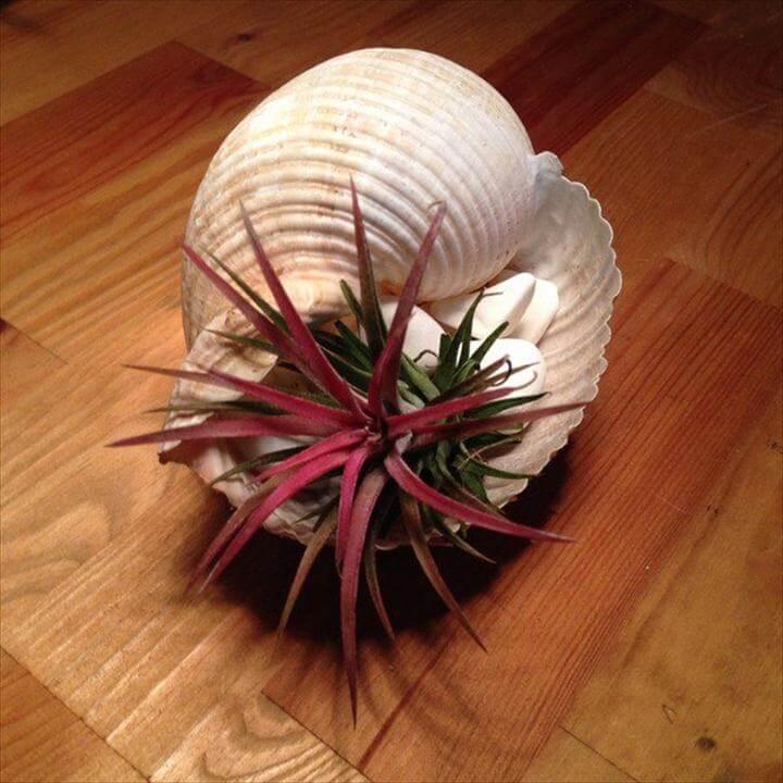 Seashell Air Planter