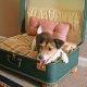 travel dog house, travel dog bed, diy ideas, dog pet bed