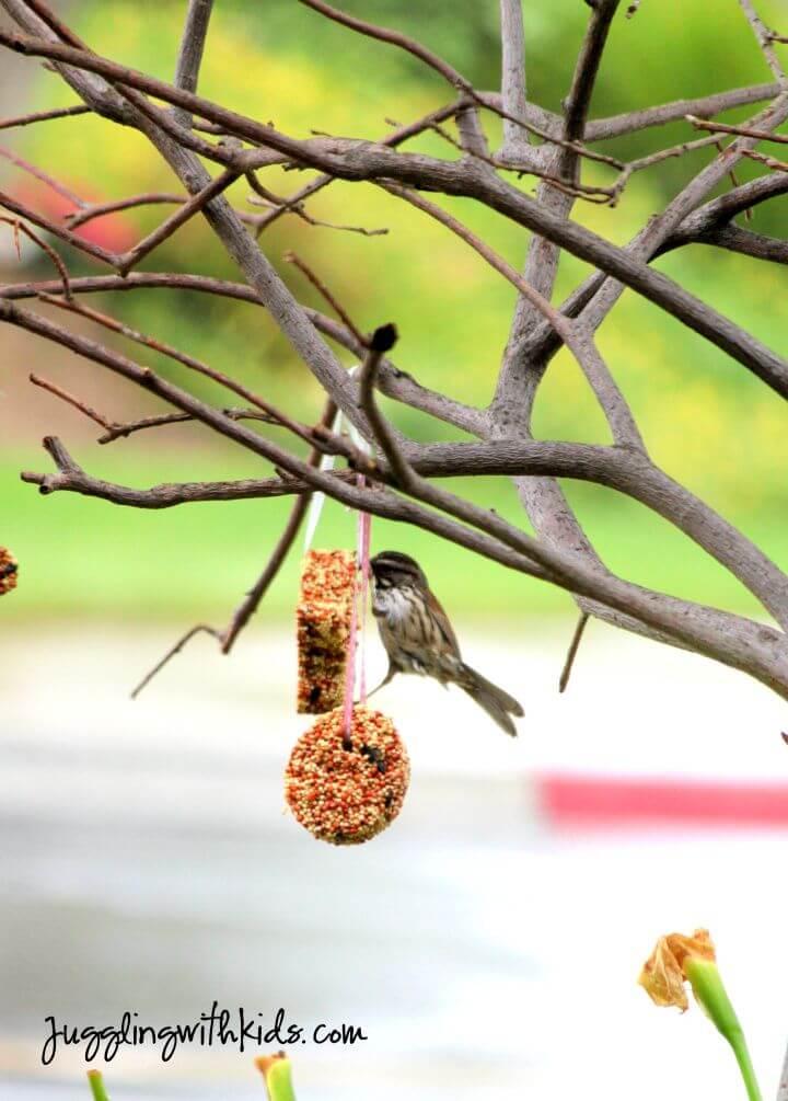 DIY Cookie Cutter Bird Feeder Tutorial