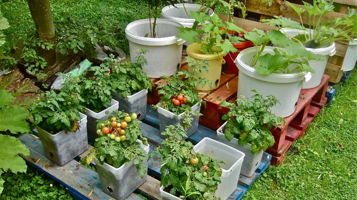 4 Best DIY Container Gardening Projects