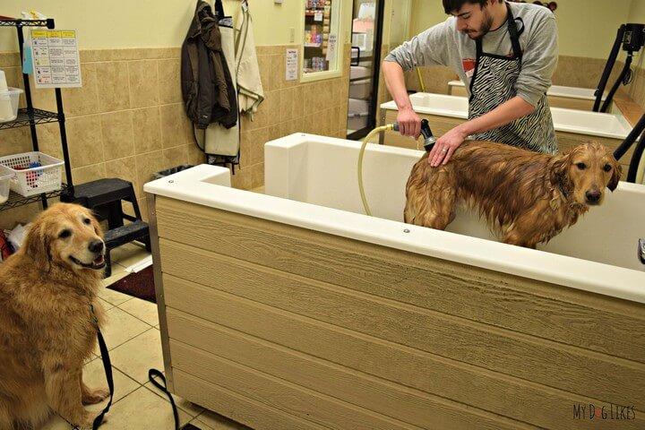 DIY Dog Washer Idea