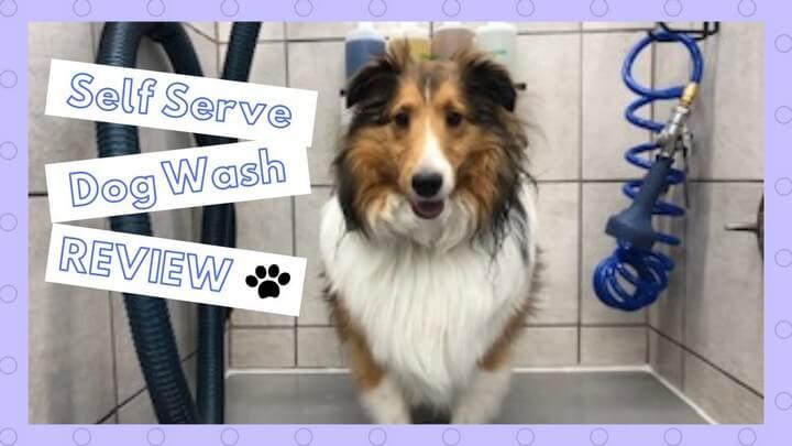 DIY Self Serve Dog Wash