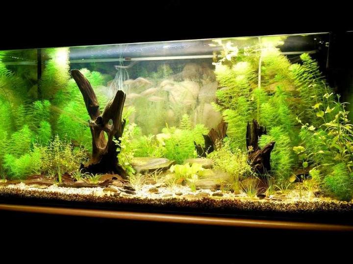 How Has Technology Changed The Aquarium Hobby