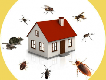 6 DIY Pest Control Tips Tricks