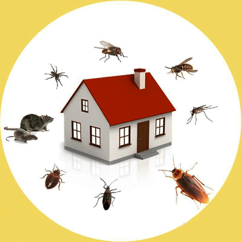 6 DIY Pest Control Tips Tricks