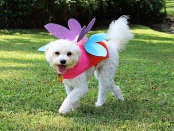 5 Best DIY Dog Costume Ideas For All Puppy Lovers