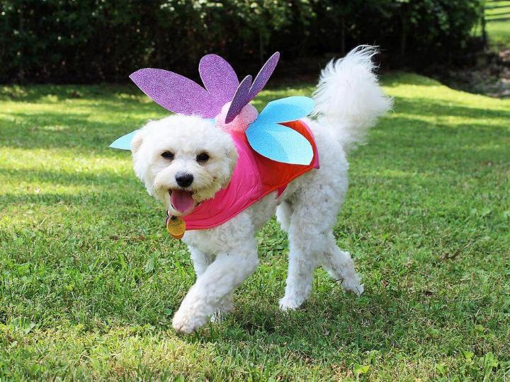 5 Best DIY Dog Costume Ideas For All Puppy Lovers