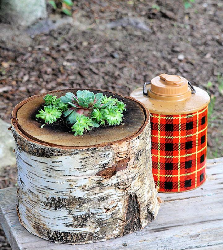 DIY Succulent Log Planter