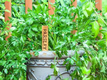 Wood Burned Plant Markers