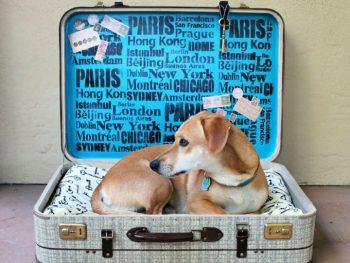 Repurpose an Old Suitcase Into Pet Bed