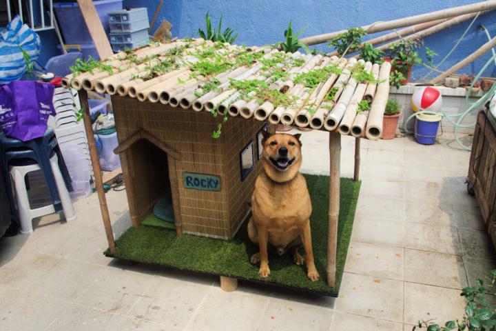 Tropical Dog House