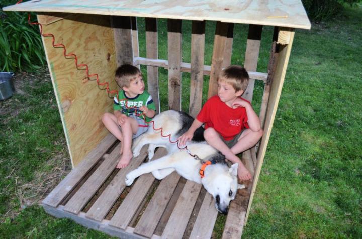 Wooden Pallets from Dog House