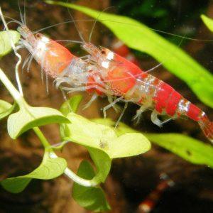 A Few Simple Tips And Tricks To Successfully Keep Freshwater Shrimp