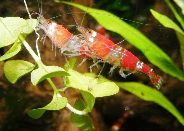 A Few Simple Tips And Tricks To Successfully Keep Freshwater Shrimp