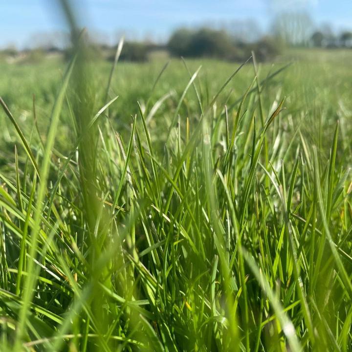 DIY Weed Killer You Can Use for Creeping Charlie at home