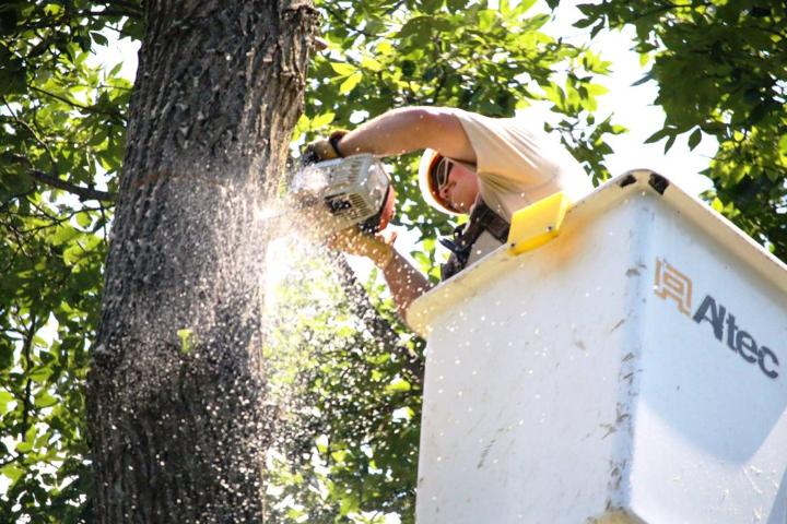 The Advantages of Tree Removal Services