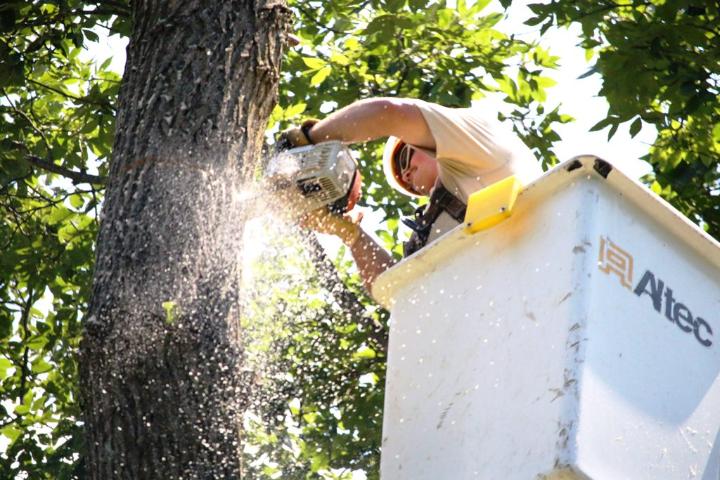 Tree Removal In Rockaway Nj