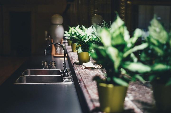 6 Tips To Growing A Mini Jungle In Your House