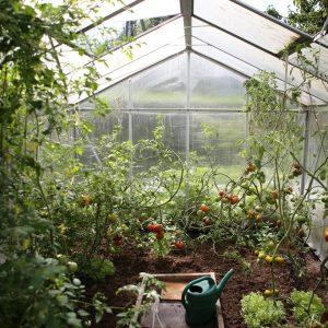 Fruit And Vegetables In Your Garden As An Excellent DIY Project