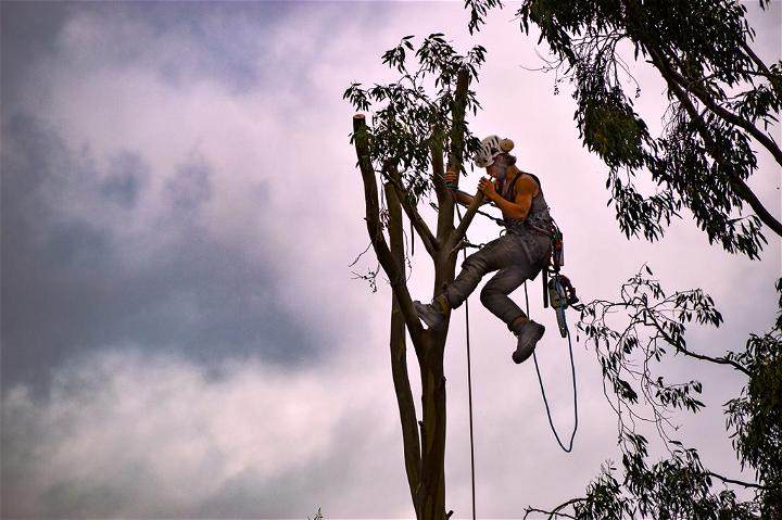 Tree Removal When Not to DIY and When Its Ok