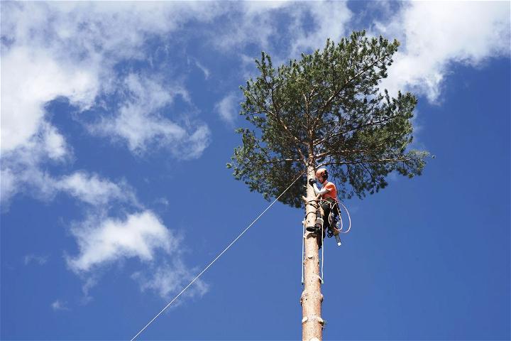 Tree Removal